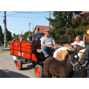 szureti mulatsag 072